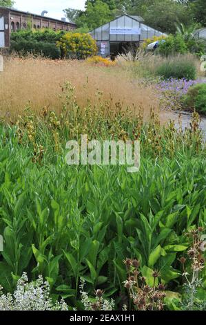 HAMM, GERMANIA - 15 AGOSTO 2015: Impianto in stile prato perenne progettato da Piet Oudolf nel giardino d'arte nel parco pubblico Maximilianpark Foto Stock