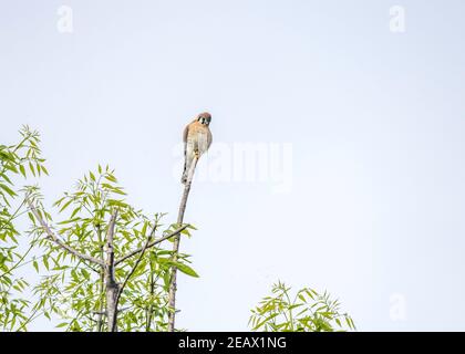 American Kestrel (Falco sparverius) perches in un albero vicino al lago Hollywood, Los Angeles, CA. Foto Stock