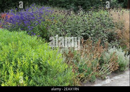 HAMM, GERMANIA - 15 AGOSTO 2015: Impianto in stile prato perenne progettato da Piet Oudolf nel giardino d'arte nel parco pubblico Maximilianpark Foto Stock