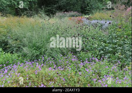 HAMM, GERMANIA - 15 AGOSTO 2015: Impianto in stile prato perenne progettato da Piet Oudolf nel giardino d'arte nel parco pubblico Maximilianpark Foto Stock