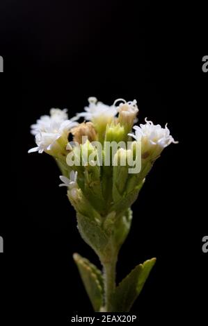 Macro immagine di alcuni fiori della pianta di stevia della varietà di stevia rebaudiana. Il bianco dei fiori contrasta con lo sfondo scuro Foto Stock