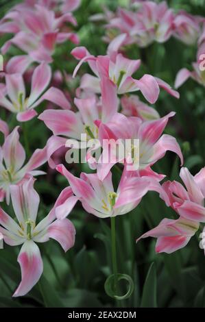 Tulipani viridiflora rosa e bianchi (Tulipa) fiorosa fiorisce in un giardino nel mese di aprile Foto Stock