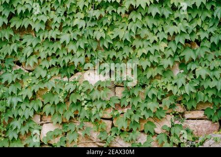 Foglie verdi di uva da maiena su un muro di pietra. Foto Stock