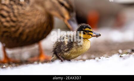 Una madre Mallard Duck e i suoi piccoli anatre mallard sono nati molto presto a febbraio. Lotta contro il freddo in neve flurry per trovare cibo e calore. Foto Stock