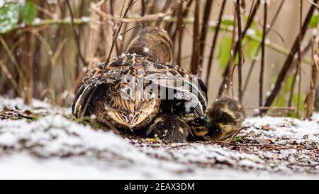 Una madre Mallard Duck e i suoi piccoli anatre mallard sono nati molto presto a febbraio. Lotta contro il freddo in neve flurry per trovare cibo e calore. Foto Stock