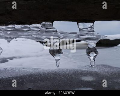 Le cicale dalla forma interessante appese dal lato inferiore di un ceppo che attraversa un torrente ormai congelato su un sentiero escursionistico a Ottawa, Ontario, Canada. Foto Stock