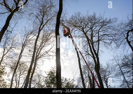 Aylesbury vale, Buckinghamshire, Regno Unito. 10 febbraio 2021. Gli ecologisti che lavorano per conto di HS2 Ltd erano alti negli alberi di faggio che oggi fanno le indagini del pipistrello in Jones Hill Wood. Gli ecologisti stavano mettendo gli endoscopi con le luci su di loro in potenziali roosts del bat che potrebbero avere disturbato qualsiasi pipistrelli di ibernazione. Si ritiene che i pipistrelli barbastelle molto rari si ruggano in questo bosco. HS2 stanno progettando di distruggere una grande parte di questo antico bosco per il controverso collegamento ferroviario ad alta velocità da Londra a Birmingham. Credit: Maureen McLean/Alamy Live News Foto Stock