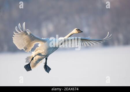 Cigno trombettista (cicnus buccinator) che atterra sul fiume St. Croix, WI, USA, di Dominique Braud/Dembinsky Photo Assoc Foto Stock