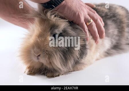 Mani maschili che tengono un coniglio carino della testa di leone Foto Stock