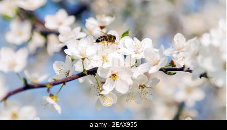 Miele ape raccolta polline in primavera fiore sakura petali sfocatura sfondi Foto Stock