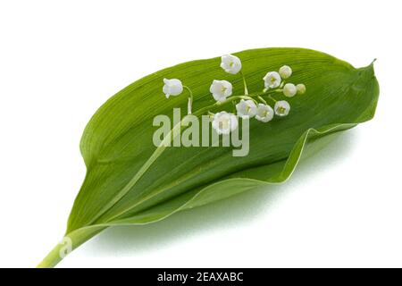 Fiori bianchi di giglio della valle, lat. Convallaria majalis, isolata su sfondo bianco. Foto Stock