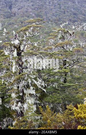 Alberi di faggio ricoperti di muschio sulla pista di St James nel Passo di Lewis nella regione di Canterbury dell'Isola del Sud Foto Stock