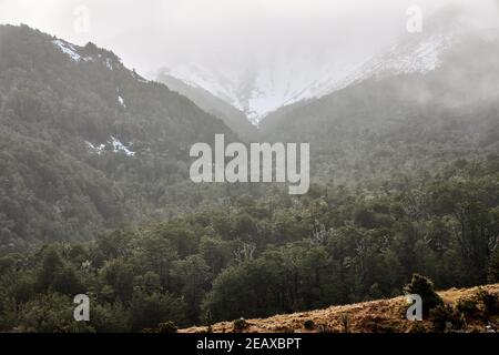 Faggeta sulle pendici del Monte Lyford nel Regione di Canterbury dell'Isola del Sud della Nuova Zelanda Foto Stock