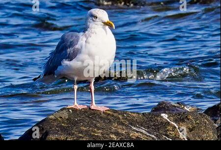 Seagull riposa su una roccia nella baia di Chesapeake Foto Stock