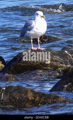 Seagull riposa su una roccia nella baia di Chesapeake Foto Stock