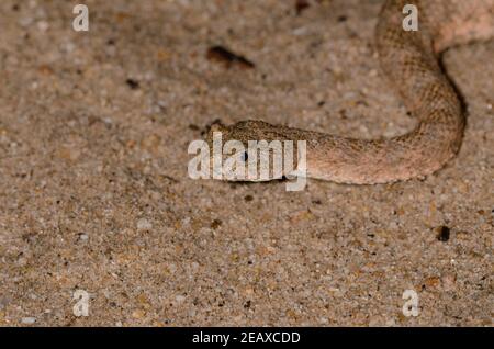 Tiger Rattlesnake (Crotalus tigri) Foto Stock