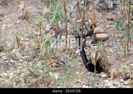 Coachwhip (Masticophis flagello) Foto Stock