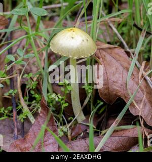 Tappo di campo giallo (Bolbitius titubans) nella Contea di Santa Clara, California Foto Stock