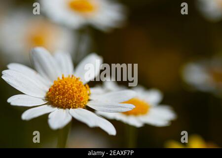 Un'immagine ravvicinata con obiettivo macro di un fiore camomilla con dettagli di stami e petali. Nello sfondo sfocato ci sono alcune altre margherite che sono Foto Stock
