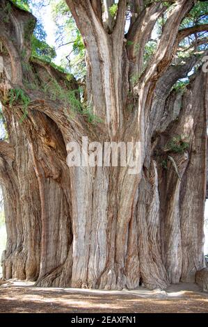 árbol del Tule / albero di Tule a Oaxaca, Messico Foto Stock