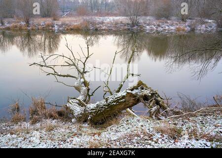 Albero morto sulla riva del fiume Alte Elba Vicino a Magdeburg in inverno Foto Stock