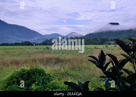 Risaie campi sulla bella isola tropicale - Langkawi Malesia Foto Stock