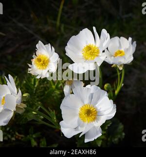 Mount Cook Lily, chiamato anche la Grande Buttercup di montagna, o Pastore's Lily; Ranunculus lyallii nel Parco Nazionale del Monte Cook Foto Stock