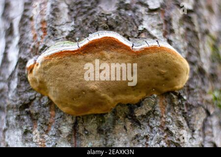 marrone poroso chaga di funghi di betulla inonotus obliquus su un albero nella foresta in una soleggiata giornata estiva Foto Stock