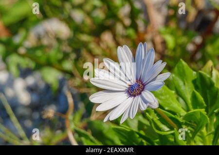 Fiore Blue-Eyed Daisy vista ravvicinata con luce solare Osteospermum pianta Foto Stock