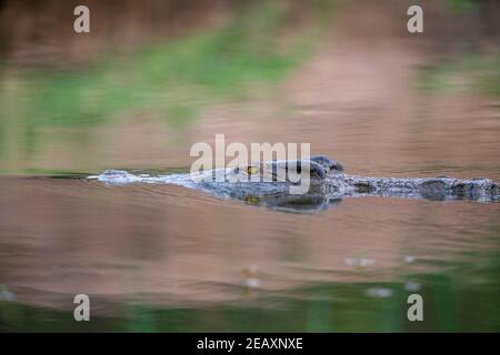 Un grande niloticus del coccodrillo del Nilo visto nel parco nazionale di Mana Pools dello Zimbabwe. Foto Stock
