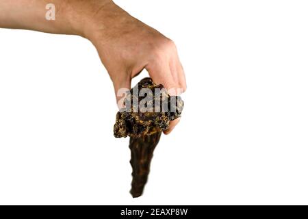 La mano degli uomini dimostra la coda di manzo essiccata della parte finale. Chews treats per cani. Vista laterale. Isolare su sfondo bianco. Foto Stock