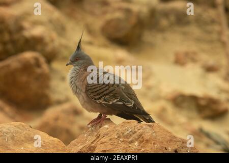 Piccione crestato (Ocyphaps lophotes) un piccione crestato in piedi su una roccia con un naturale sfondo del deserto Foto Stock