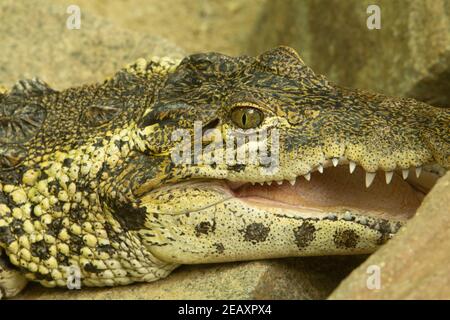 Coccodrillo cubano (Crocodylus rombifer) Un solo coccodrillo cubano che riposa con la bocca aperta Foto Stock