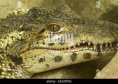 Coccodrillo cubano (Crocodylus rombifer) Un solo coccodrillo cubano che riposa con la bocca leggermente aperta Foto Stock