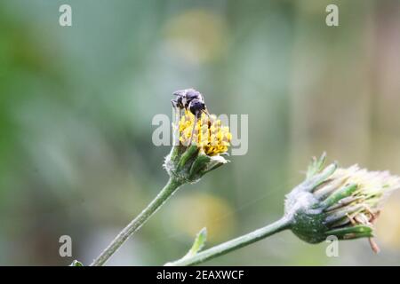 Zweizahn Foto Stock