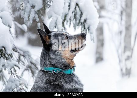 Primo piano ritratto del profilo del giovane cane australiano o guaritore blu nella foresta invernale con neve. Foto Stock