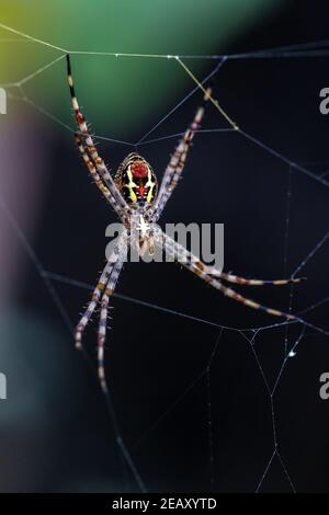 Firma ragno (Argiope anasuja) costruzione di web producendo filo di seta per catturare preda come piccoli insetti e insetti sul giardino della casa in kerala, india Foto Stock