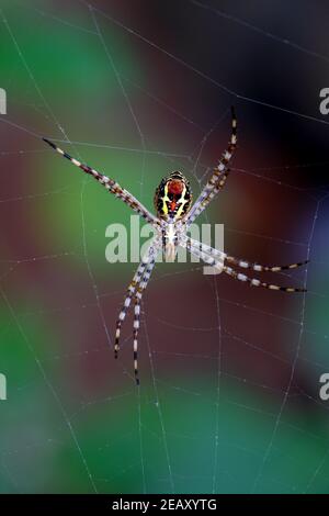 Firma ragno (Argiope anasuja) costruzione di web producendo filo di seta per catturare preda come piccoli insetti e insetti sul giardino della casa in kerala, india Foto Stock