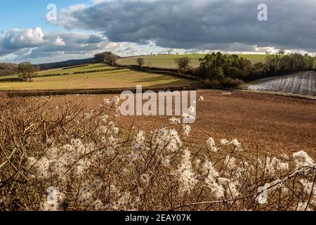 Natura di Chiltern Hills in inverno con una vista su sentieri tra i campi, Inghilterra Foto Stock