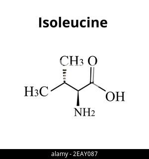 Amminoacido di isoleucina. Formula molecolare chimica amminoacido isoleucina. Illustrazione vettoriale su sfondo isolato Illustrazione Vettoriale