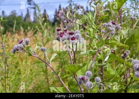 burdock che cresce in un campo in un villaggio in estate Foto Stock