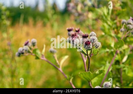 burdock che cresce in un campo in un villaggio in estate Foto Stock