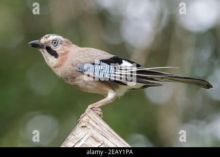 Fieno eurasiatico, Garrulus glandarius, singolo adulto appollaiato su un ceppo di alberi, Bulgaria Foto Stock