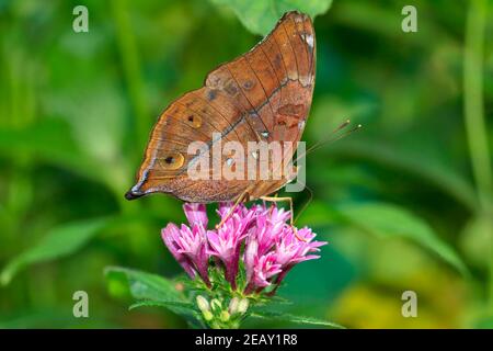 Autunno foglia farfalla, Doleschallia bisaltide pratipa alimentazione su fiore rosa Foto Stock