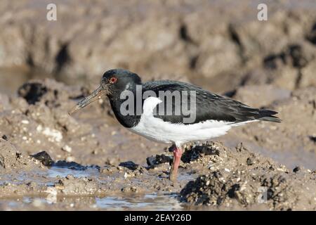 Oystercatcher eurasiatico, Haematopus ostralegus, alimentazione per singolo adulto, Norfolk, Regno Unito Foto Stock