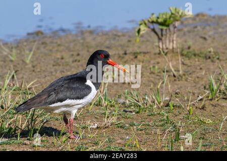 Oystercatcher eurasiatico, Haematopus ostralegus, alimentazione per singolo adulto, Norfolk, Regno Unito Foto Stock