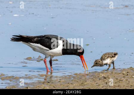 Oystercatcher eurasiatico, Haematopus ostralegus, singolo adulto che alimenta il piccolo pulcino, Norfolk, Regno Unito Foto Stock