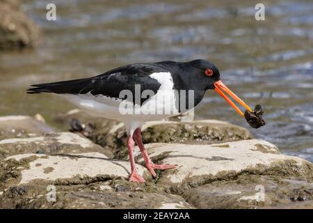 Oystercatcher eurasiatico, Haematopus ostralegus, alimentazione per singolo adulto, Norfolk, Regno Unito Foto Stock