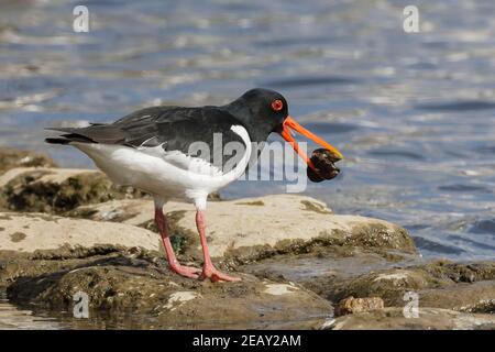 Oystercatcher eurasiatico, Haematopus ostralegus, alimentazione per singolo adulto, Norfolk, Regno Unito Foto Stock