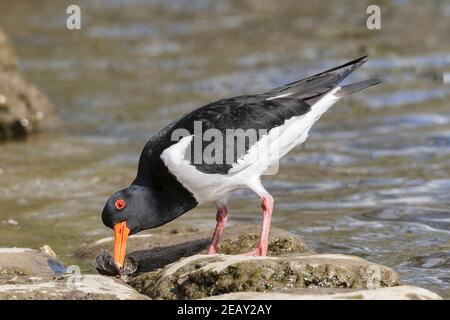 Oystercatcher eurasiatico, Haematopus ostralegus, alimentazione per singolo adulto, Norfolk, Regno Unito Foto Stock